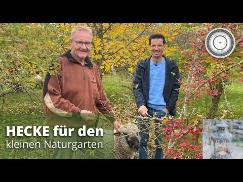 Native wild shrubs as hedges for the natural garden, edible healthy fruits - Part 1