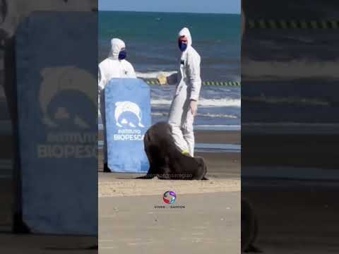 Lobo Marinho é monitorado em praia de Praia Grande após longa migração.