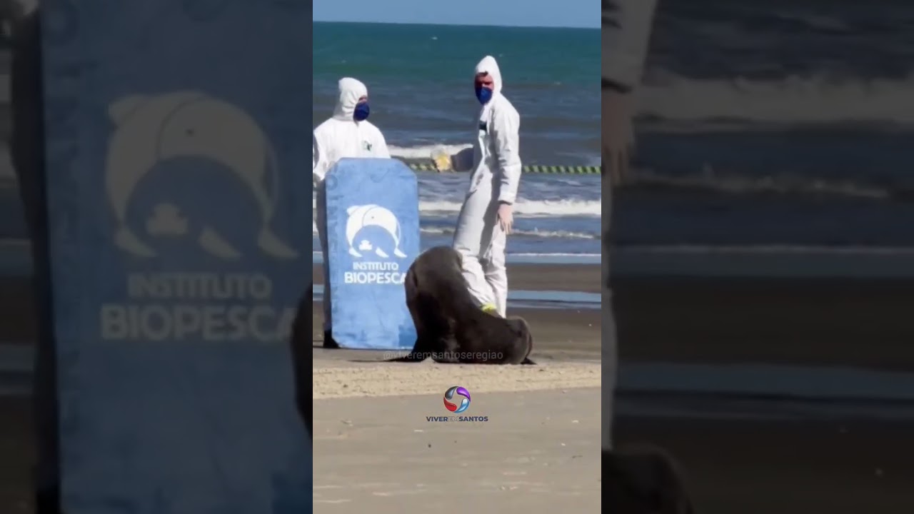 Lobo Marinho é monitorado em praia de Praia Grande após longa migração.