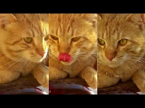 The tiger cat | yasir jangla