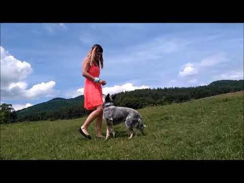 Classy After Party - beginners (Jarmila Martinková + Adahy Warrigal paws - Loki)