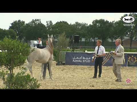 N 78 ADALAT AL DAWLA   Arabian Horse Weekend 2021   International