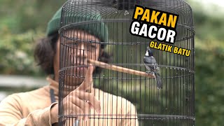 Download lagu PERAWATAN GLATIK BATU SUPAYA GACOR mp3 Download lagu PERAWATAN GLATIK BATU SUPAYA GACOR mp3