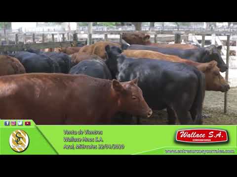 22-01-20 - Venta de Vientres - Wallace Hnos. S.A. - Azul