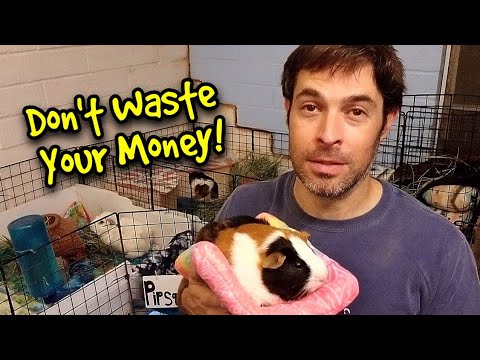 , title : '7 Biggest Wastes Of Money For Guinea Pigs'