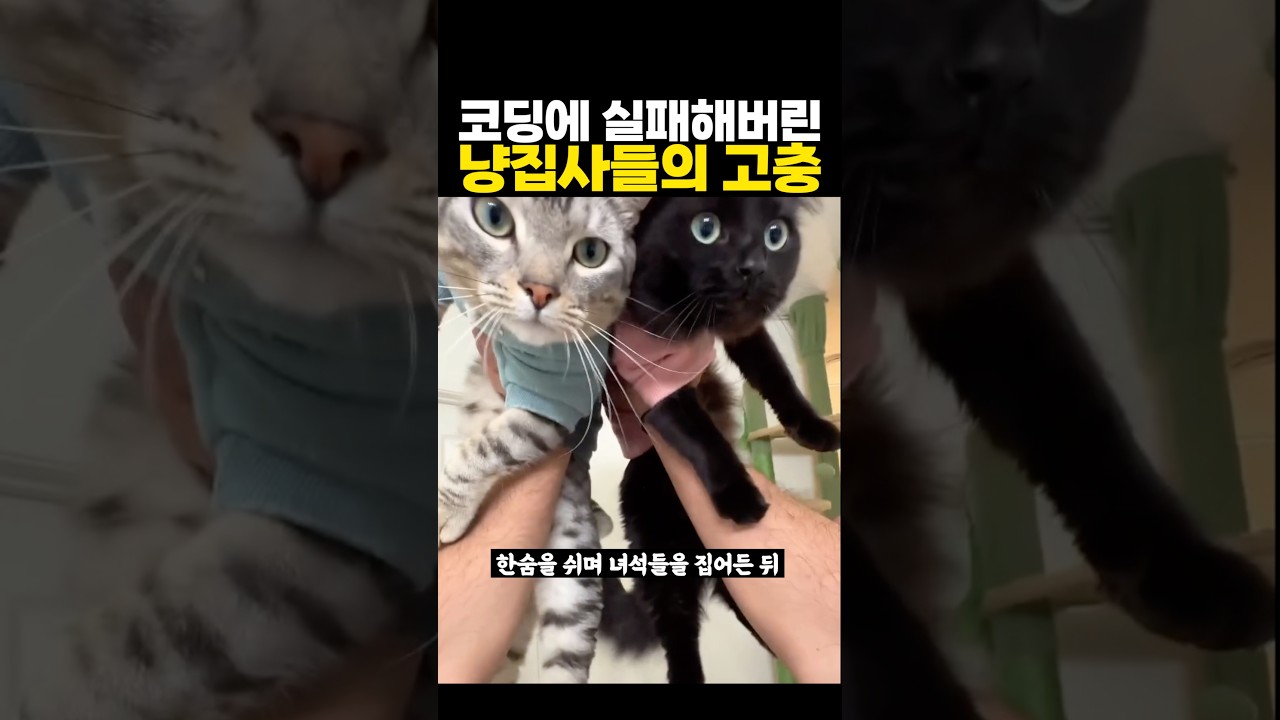 ‘코딩’에 실패해버린 냥집사들의 고충 ㅋㅋㅋ 뭐지..?