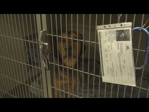Springfield Mo Humane Society