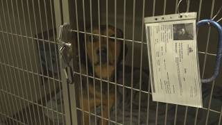 Humane Society of Southwest Missouri warns about recent scam