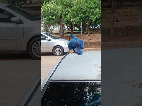 Arará se preparando para o vôo 💙 #araraazul #aves #palmas #tocantins #brasil #viral #shorts #nature