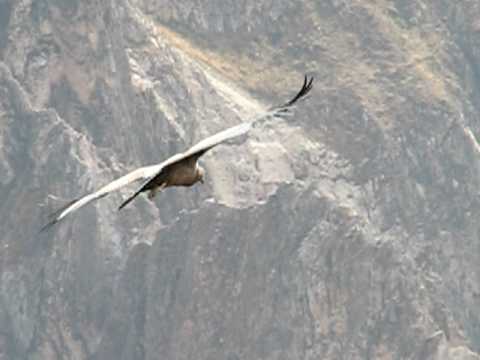 Kondor w kanionie Colca