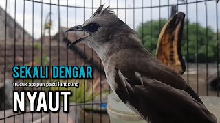 Download lagu trucukan gacor TARUNG ROPEL PANJANG pancingan trucukan agar bunyi jadikan burung trucuk gacor EMOSI mp3 Download lagu trucukan gacor TARUNG ROPEL PANJANG pancingan trucukan agar bunyi jadikan burung trucuk gacor EMOSI mp3