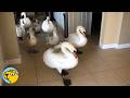 Wild Swans Keep Bringing Their Babies To This Home Every Year
