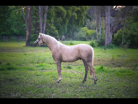 Foxwood Chocolate Martini