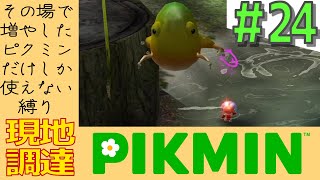 その日増やしたピクミンしか使えない縛り【現地調達ピクミン】#24