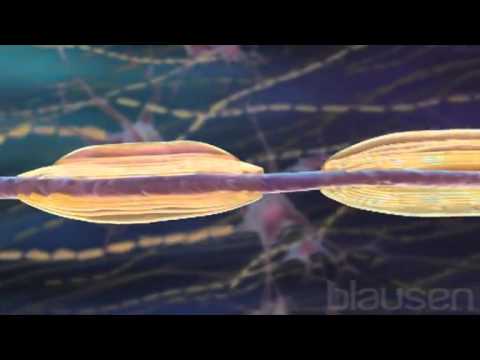 Neurônios - SNC - SNP - Bainha de Mielina