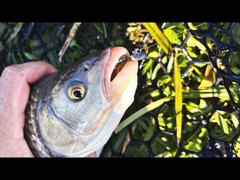 🎣 Cu ce pescuim la clean iarna? Cum prindem clean iarna la guma? Pescuit la clean cu naluci soft 🎣