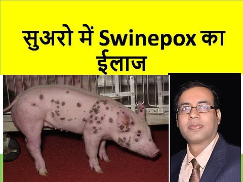 , title : 'Swinepox का ईलाज | Swine pox treatment in pig |  सुअर सूकर पालन पिग फार्म |  integument'