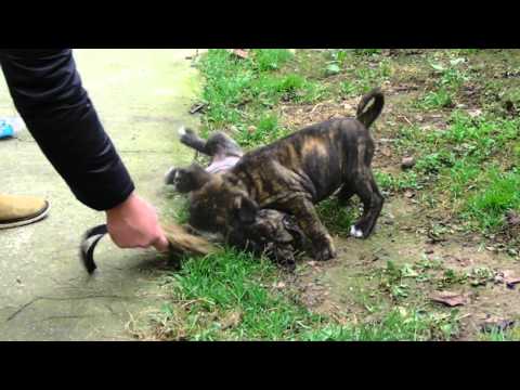 Femela 1 luna si 6 zile Spartan D Kennel Ania x Shaman de Ironbull