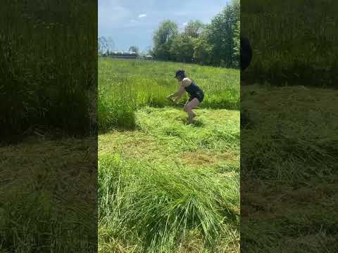 Don’t tell me to stand up straight! Race training. Mowing 110cm scythe blade and a homemade snath