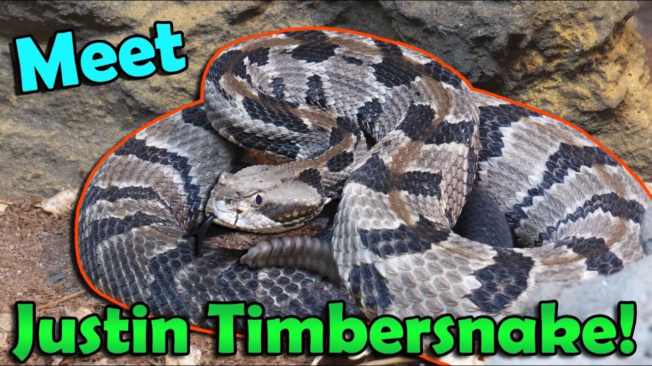 We got a Rattlesnake!