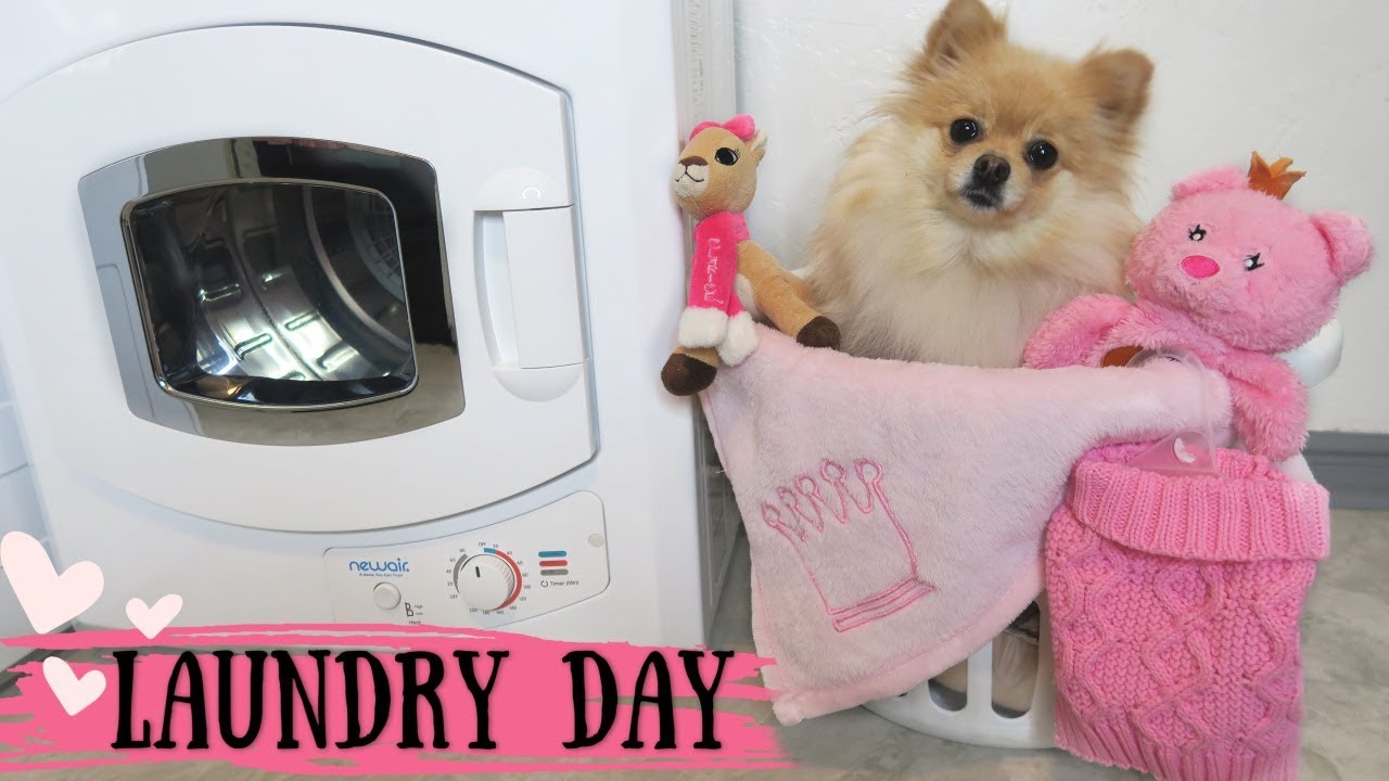 Laundry Day With Daisy My Pomeranian IMiniDryer26W Review