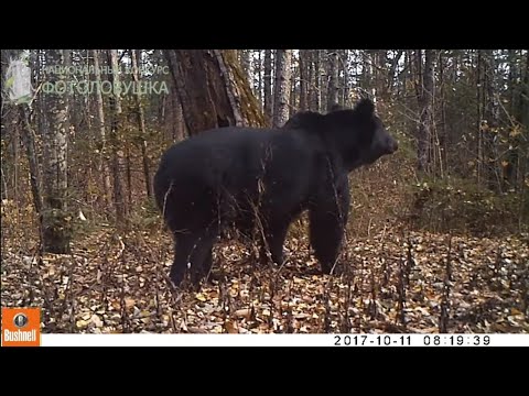 Animals that live on the territory of the Bastak Nature Reserve were captured by camera traps.