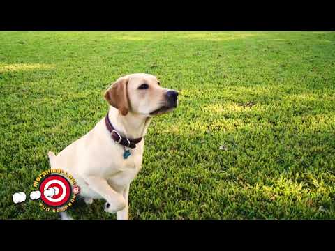 dog gone tennis ball blaster