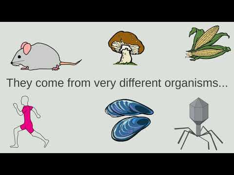 Protein Knotting by Active Threading of Nascent Polypeptide Chain