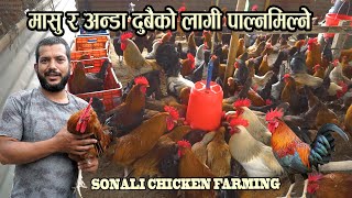 Download lagu मासु र अंडा दुबैको लागि पाल्नमिल्ने - sonali poultry farm business plan - kukhura palan in Nepal mp3 Download lagu मासु र अंडा दुबैको लागि पाल्नमिल्ने - sonali poultry farm business plan - kukhura palan in Nepal mp3