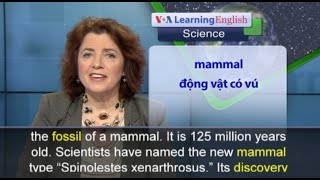Phát âm chuẩn - Anh ngữ đặc biệt: Oldest Mammal Fossil (VOA)