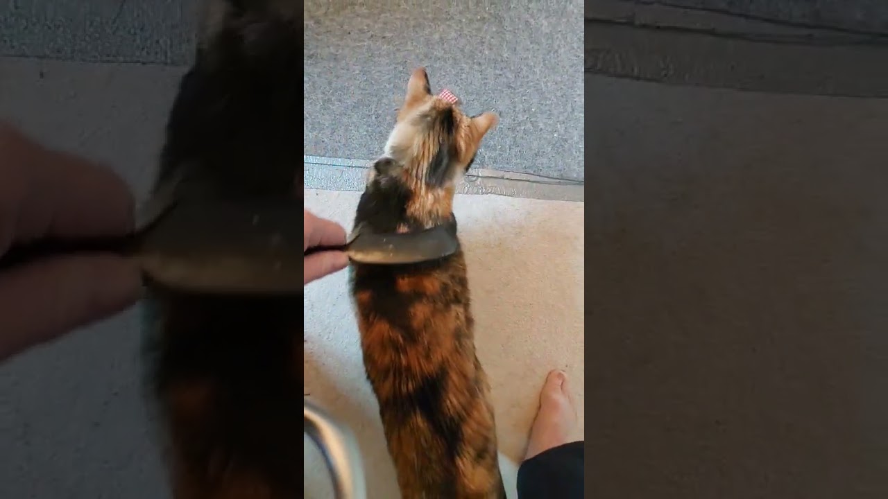 Enlarge Remi, a ADOPTABLE mixed breed in Colorado Springs, CO video 3/6