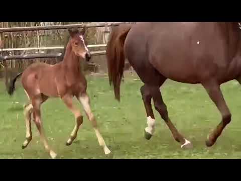 Hengstfohlen von Despacito