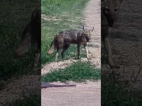 El animal apareció en un puente en zona de Carrizales Santa Fe Argentina