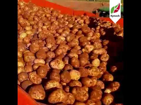 Aartappel Boerdery Vrystaat Izak Delport Kynoch #boerdery #potatofarming #landbou #agriculture