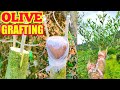 How to graft olive tree | Olive Grafting technique