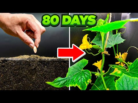 Growing Cucumber Timelapse - Seed To Fruit