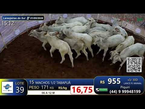 Lote 39 - Laranjeiras