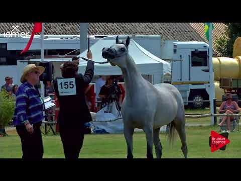 N.155 AAIDA AL SHAQAB - Strohen 2018 B Int