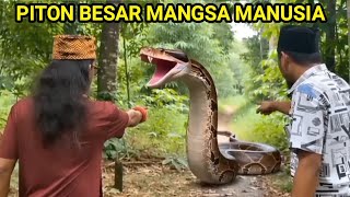 Download lagu GEGER‼️DI TEMUKAN ULAR PITON BESAR MANGSA MANUSIA mp3 Download lagu GEGER‼️DI TEMUKAN ULAR PITON BESAR MANGSA MANUSIA mp3