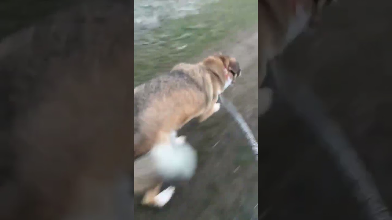 Enlarge Chief, a Adoptable Cattle Dog in TONASKET, WA video 4/4