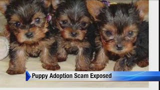 Puppy adoption scam exposed
