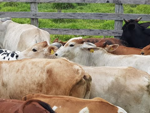 Polícia Militar recupera gado furtado em área rural em Ouro Fino-MG