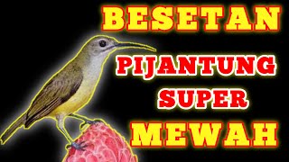 Download lagu suara pijantung pisang betina gacor | Little Spiderhunter mp3 Download lagu suara pijantung pisang betina gacor | Little Spiderhunter mp3