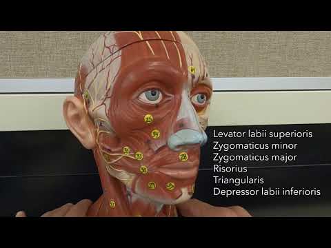 Muscles of Facial Expression