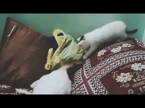 Nammuda kannan in action