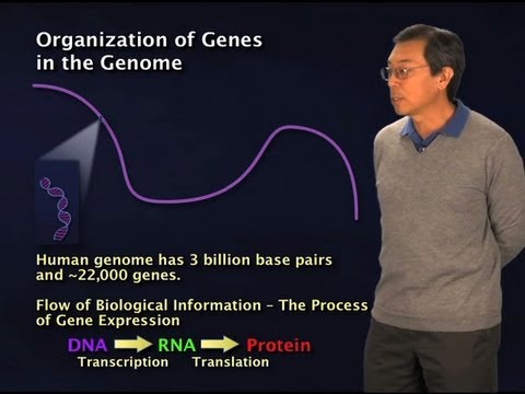 Non-coding regions in the genome - Robert Tjian (Berkeley/HHMI)