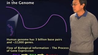 Non-coding regions in the genome - Robert Tjian (Berkeley/HHMI)