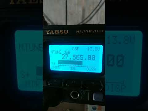 TUBARÃO DE SANTA CATARINA CARERINHA