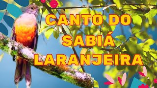 Canto de Sabi Laranjeira 22 minutos  Treinamento esquentando