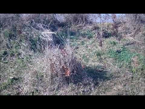 fairchase-outdoor-chronicle-october-6-2019--canada-goose-spot-amp-stalk